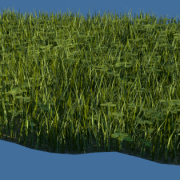 Grass